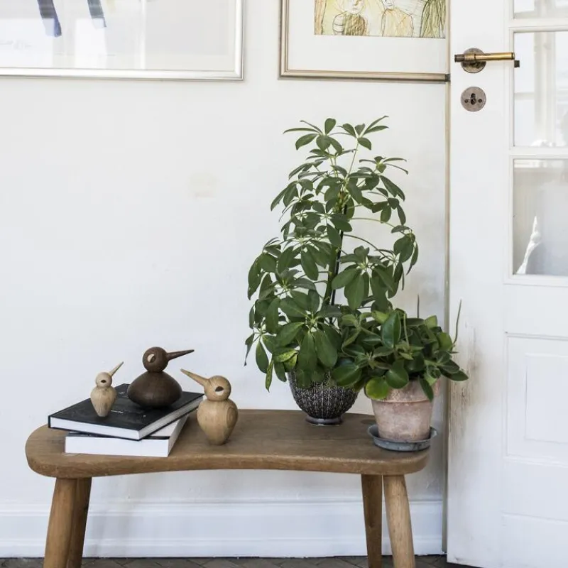 Architectmade Bird Chubby Räuchereiche- Figuren & Objekte