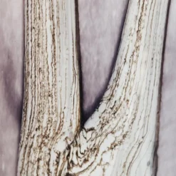 Baobab Collection Baobab Duftkerze Max 16 Woods Broceliande- Kerzen